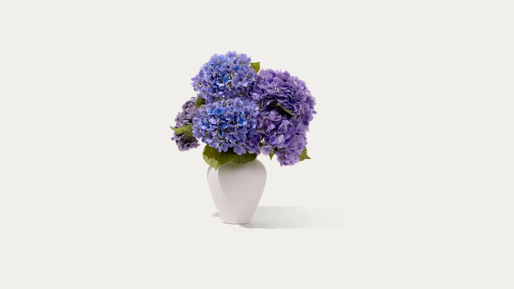 The Kaja (hortensia's)